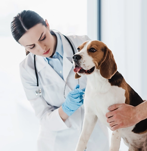 Yıkıkkemer Veteriner